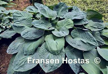 Hosta Blueberry Waffles